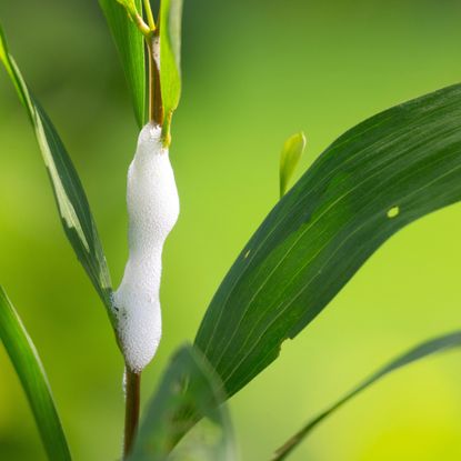 lawn spittlebug foam on blade of grass in garden scene