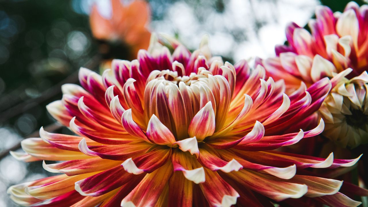 Close up of red dahlias