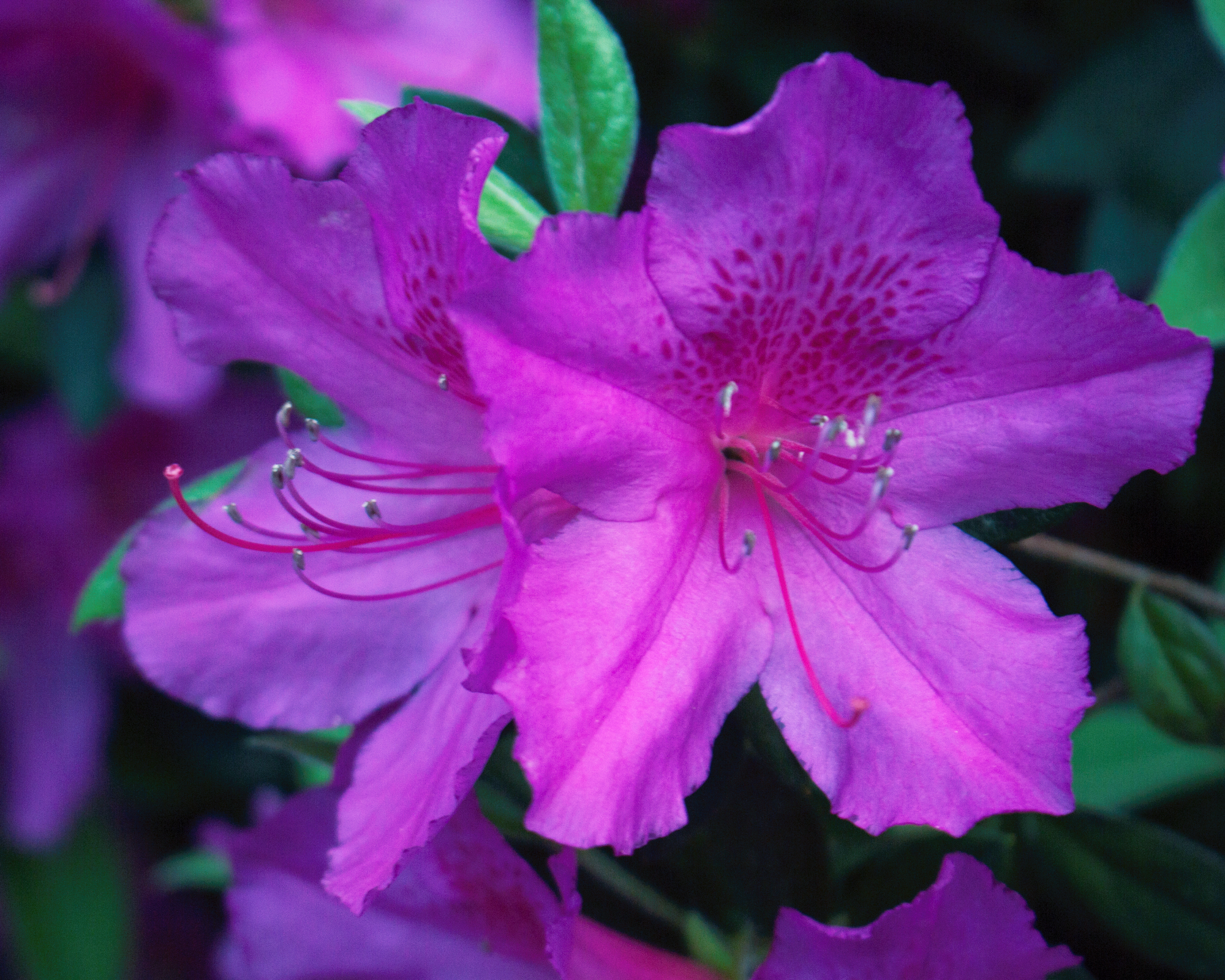 purple azalea in flower