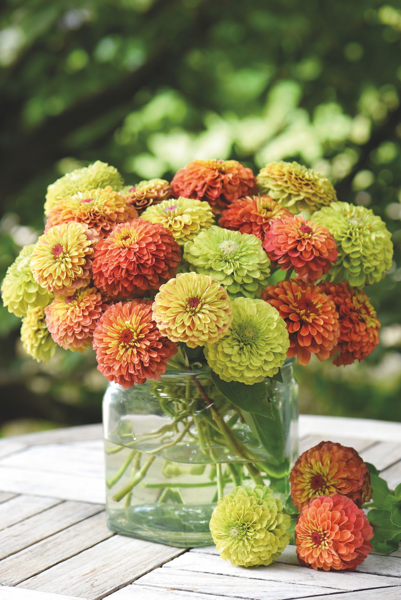 How to grow zinnias tips on planting, growing and caring for these