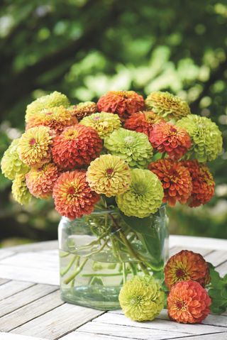 how to grow zinnias: Zinnia elegans 'Queeny Mixed'