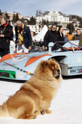 Chow chow dog infront of blue car