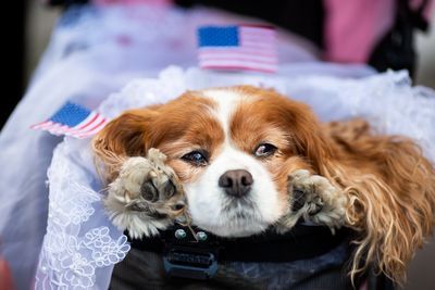 Dog, Mammal, Vertebrate, Canidae, King charles spaniel, Dog breed, Carnivore, Companion dog, Cavalier king charles spaniel, Puppy,