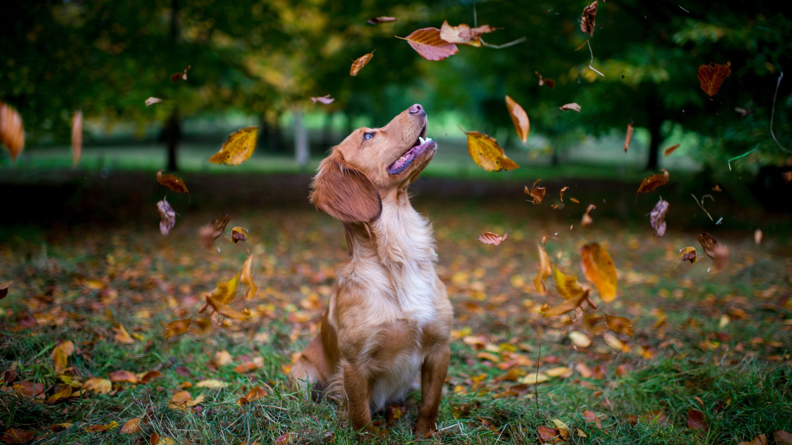 Vet shares five surprising dangers to be on the lookout for when ...