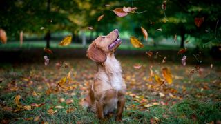 Cocker Spaniel sitting in amongst fall leaves