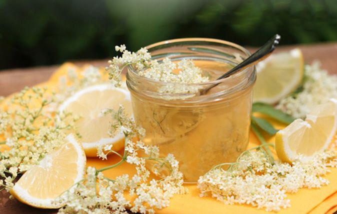 elderflower recipes