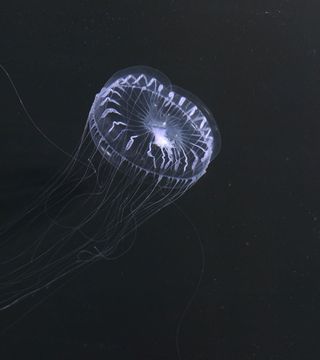 Deep-sea Aequorea, or crystal jellyfish