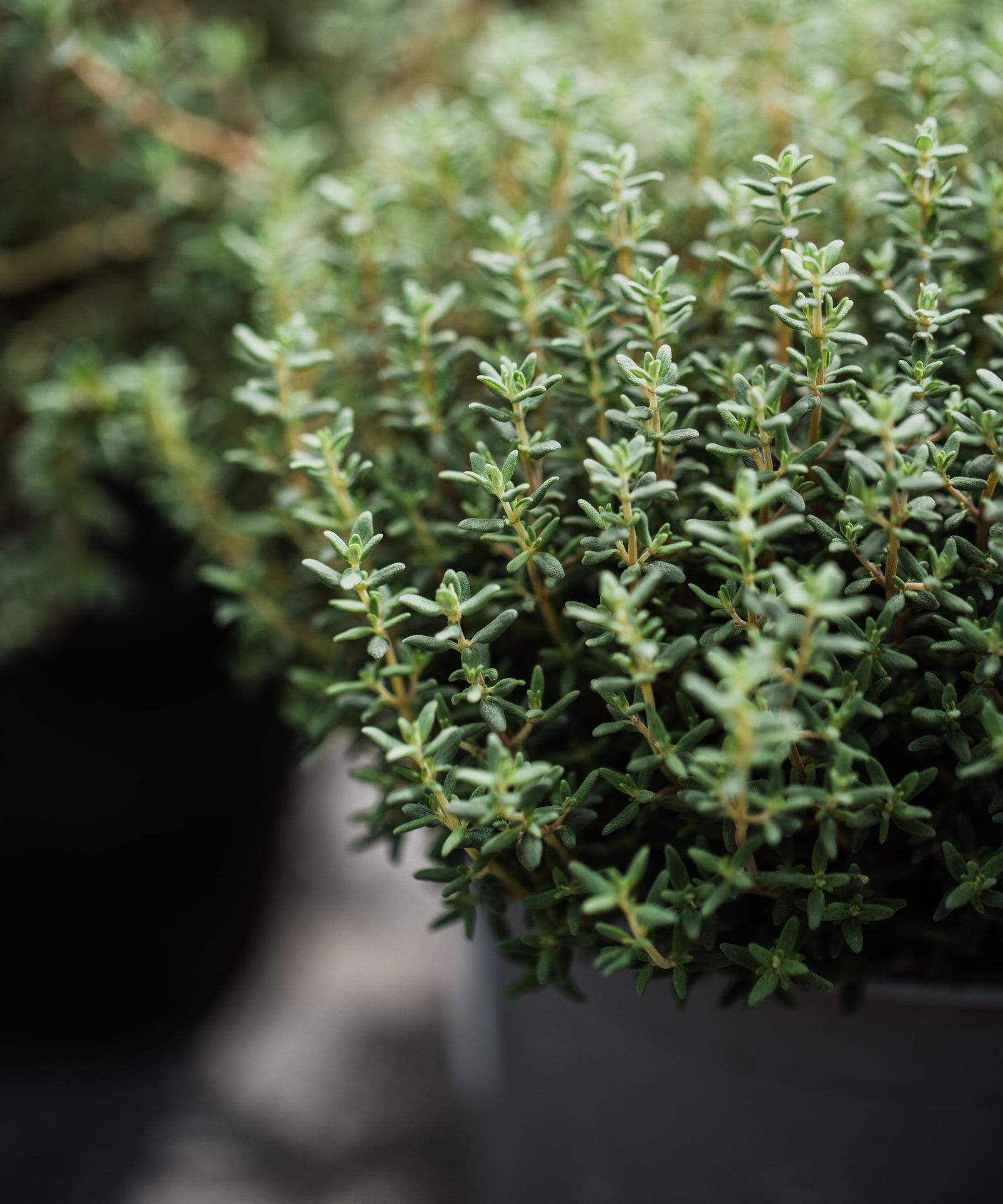 How to grow thyme indoors top tips for healthy herbs Homes & Gardens