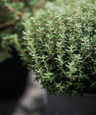 Thyme growing in a pot