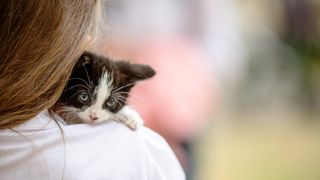 Kitten looking over woman's shoulder