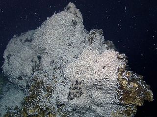 Deep-dwelling shrimp, photographed during an August 2011 expedition, swarm over a spire of the Von Damm hydrothermal vent.