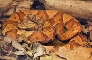 a copperhead snake with her offspring