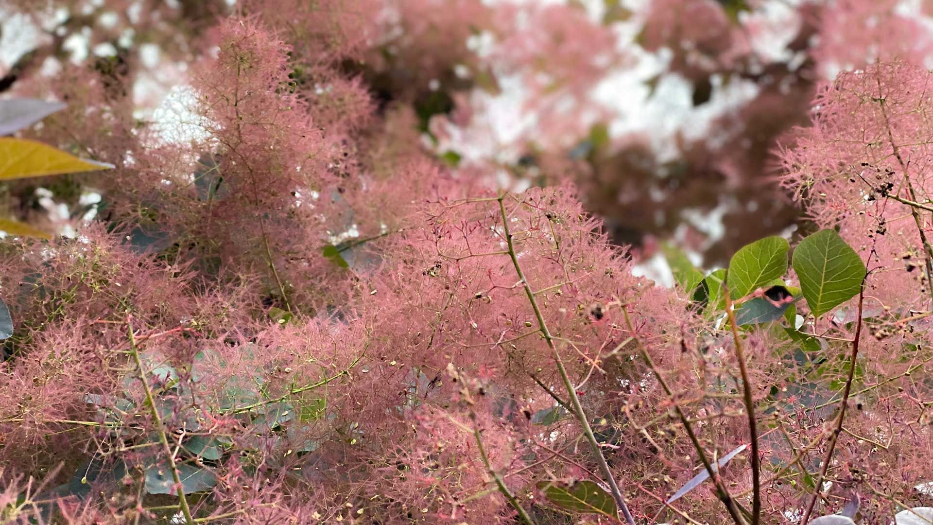 flowering cotinus shrub highlighting plants to prune in February