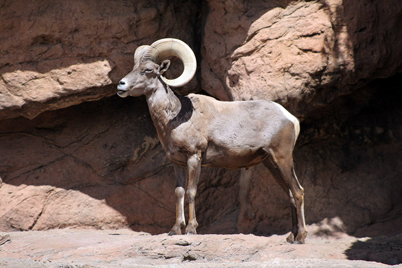 A desert bighorn sheep at Lake Mead, Arizona.