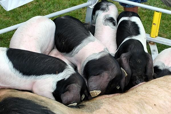 Feeding time for the piggies in Cambo Les-Bains.