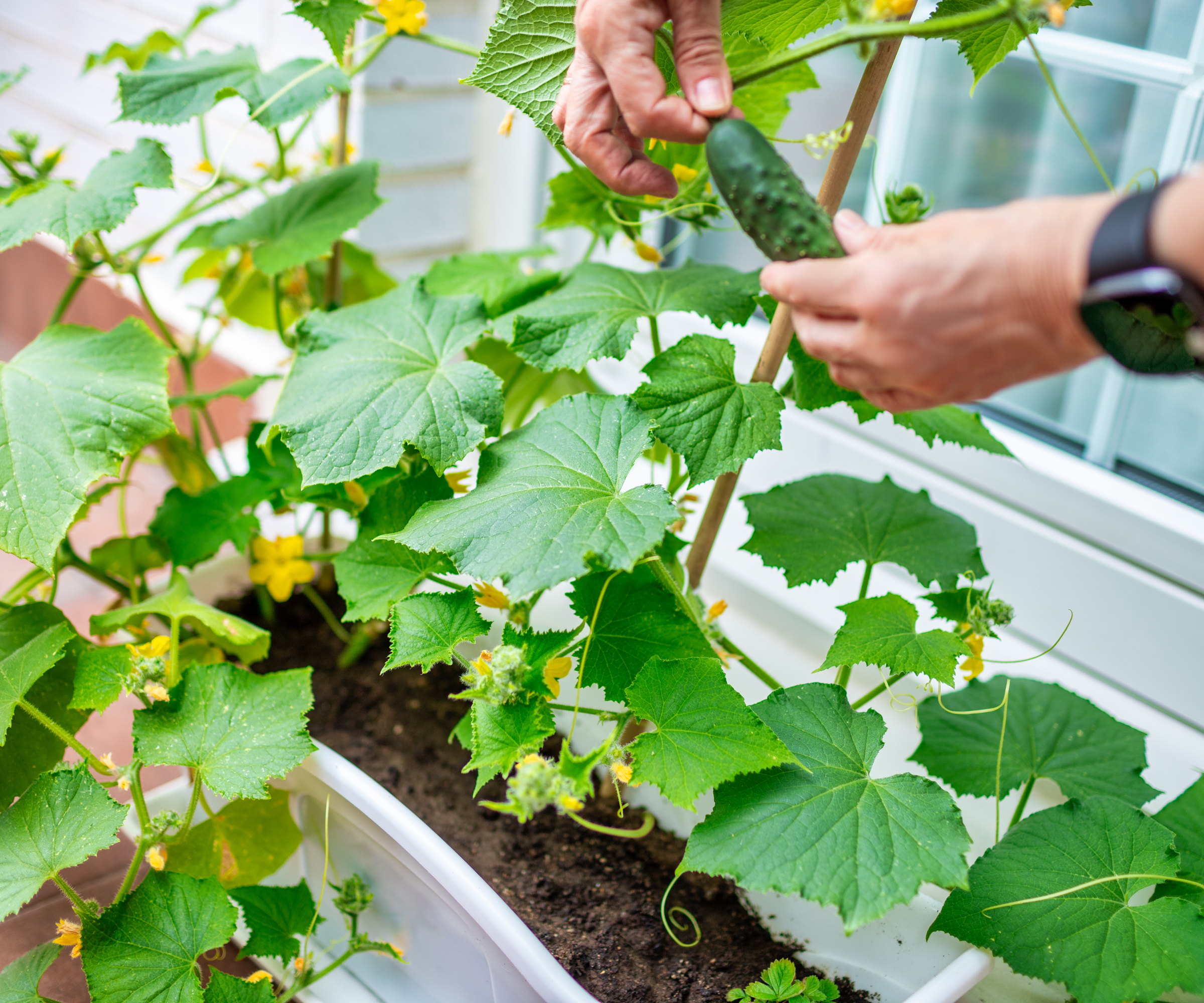 A gardener harvesting cucumbers growing in pots on a balcony