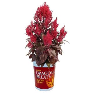 A celosia plant in a pot