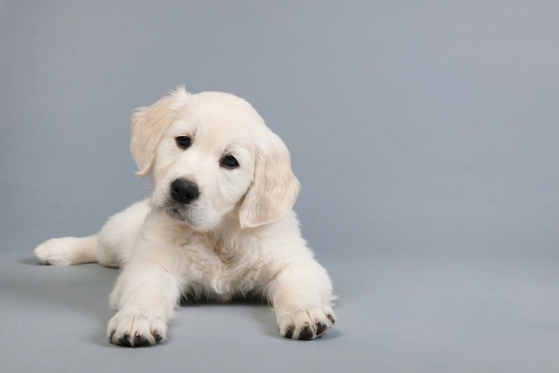 golden retriever puppy on grey background