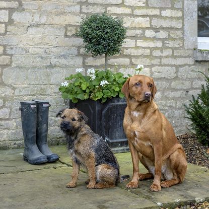 dogs pet and safety shoes