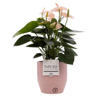  Anthurium Pink Houseplant with Pot,