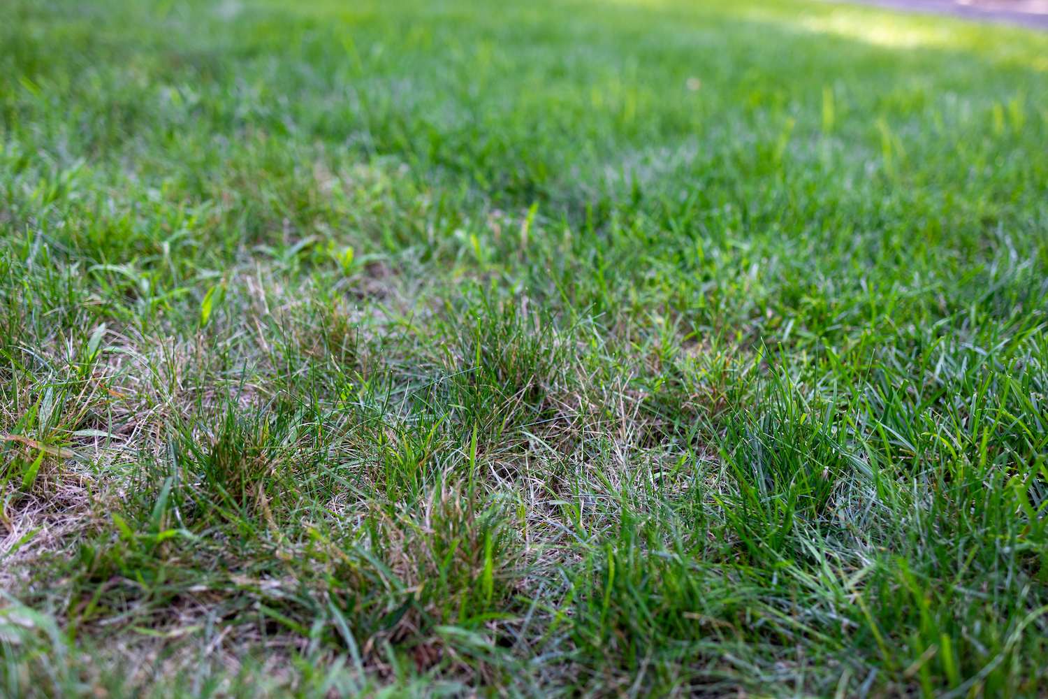 lawn with bare patches