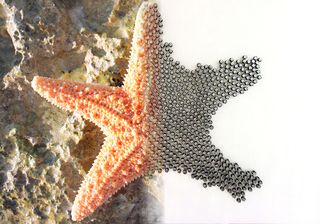 The Kilobots swarm, forming the shape of a starfish.