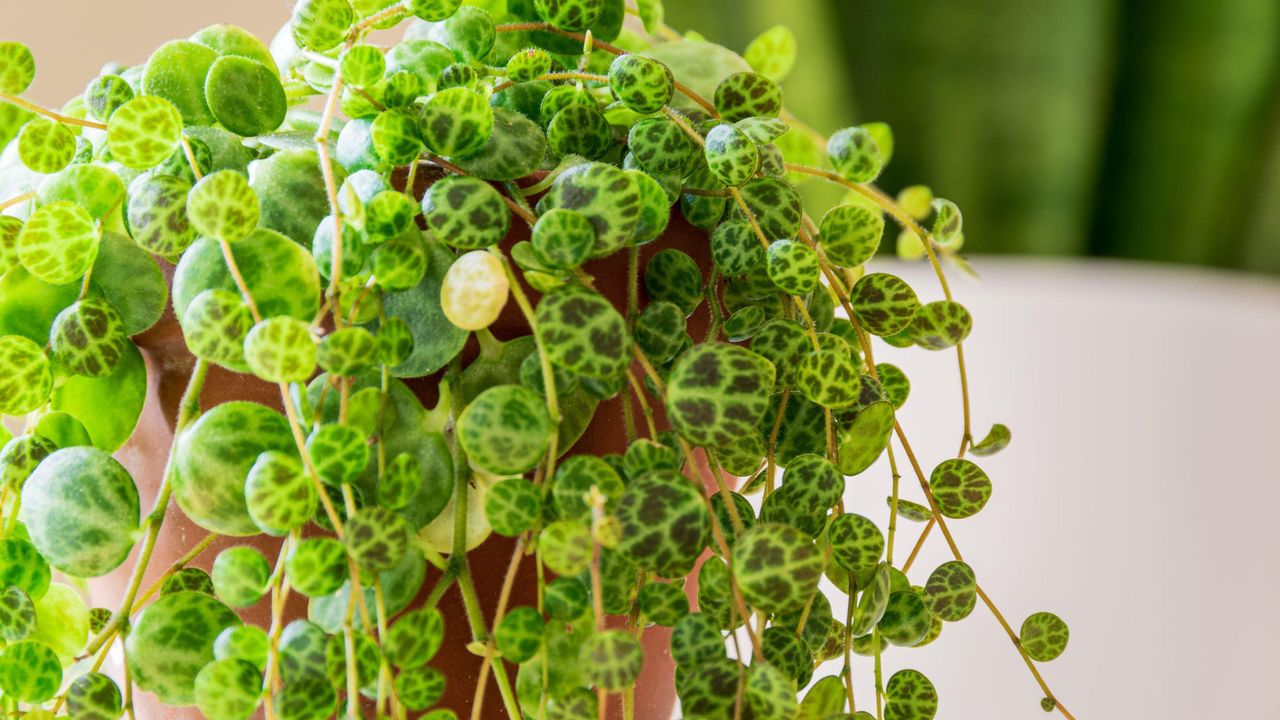 Peperomia prostrata aka &quot;string of turtles&quot; on a white background. Dainty patterned leaves peperomia trailing houseplant in a modern apartment 