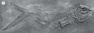 A fossil specimen of the earliest known flying fish, Potanichthys xingyiensis, discovered in southwest China.