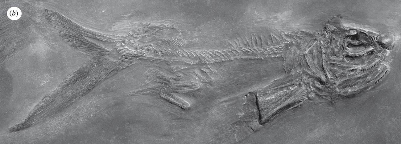 A fossil specimen of the earliest known flying fish, Potanichthys xingyiensis, discovered in southwest China.