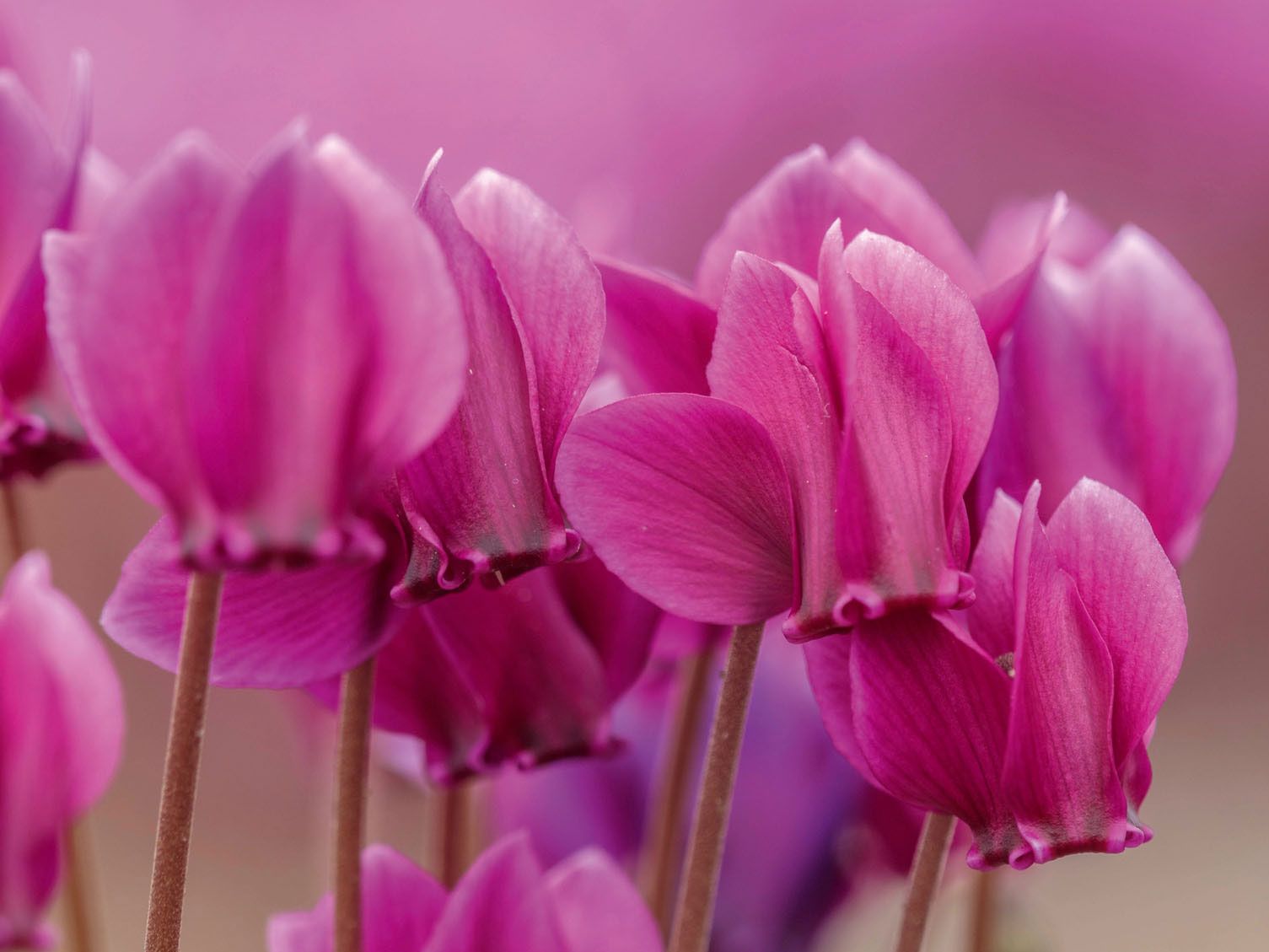 Cyclamen