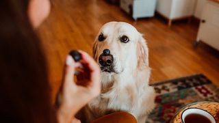 dogs eat blueberries