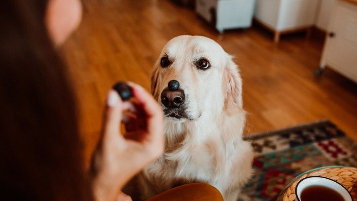 dogs eat blueberries