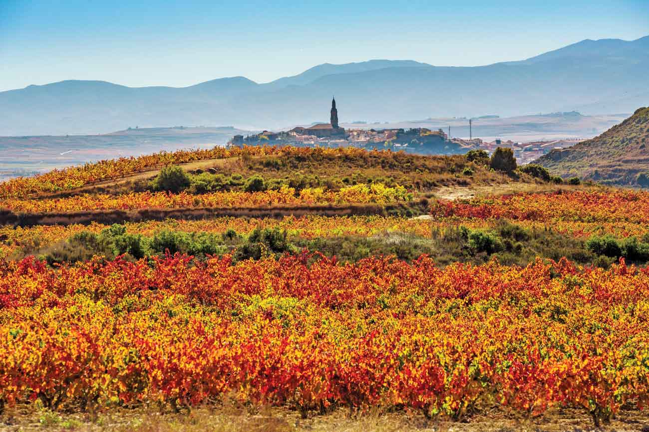 Vineyards around the village of Briones