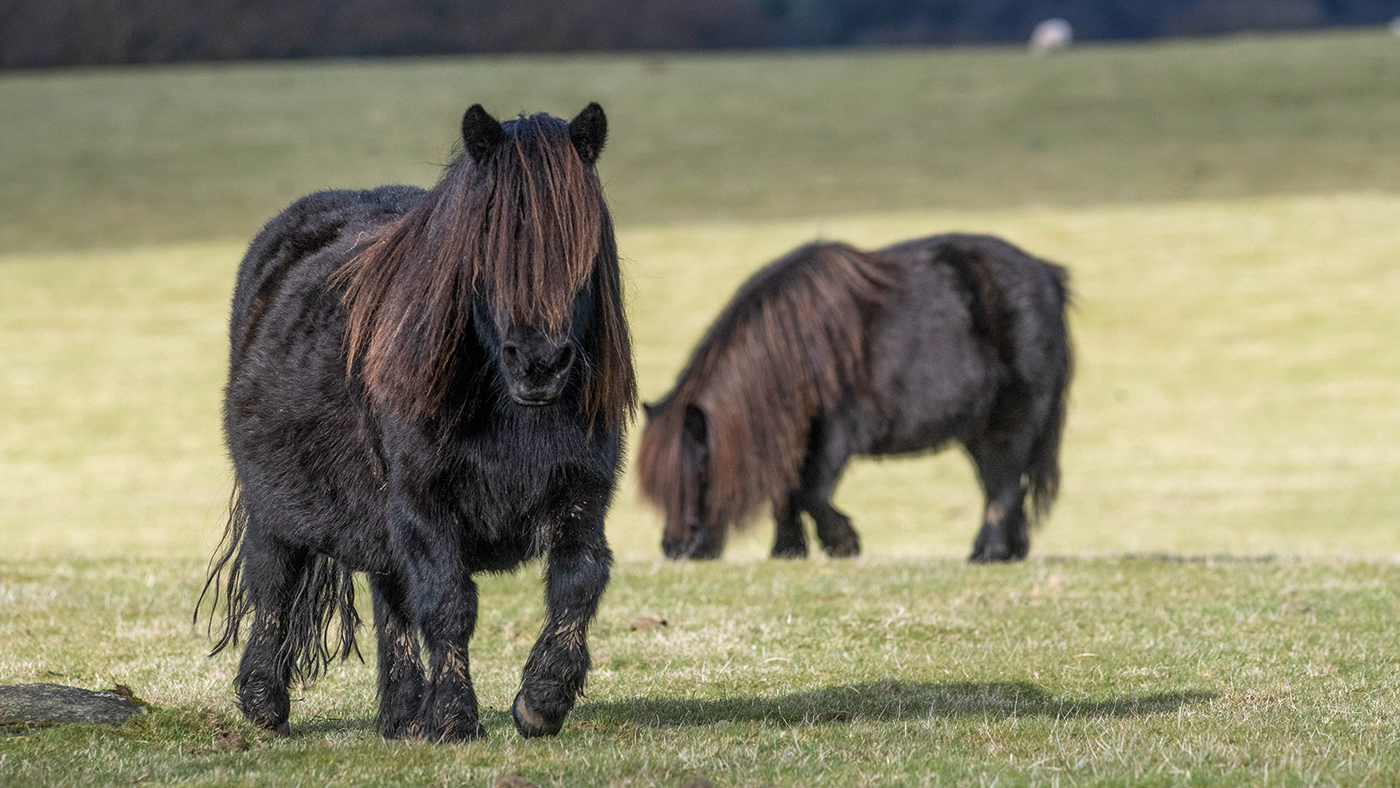 HAH300.shwsp_athome.mares_in_field_julian_walters_and_david_hodg