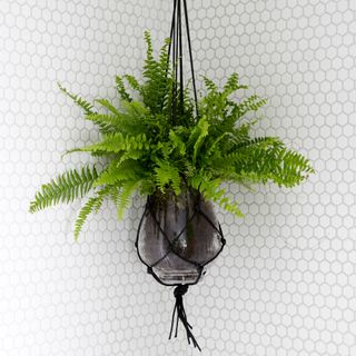 Fern hanging plant in bathroom