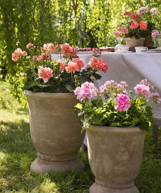 pelargoniums in large pots