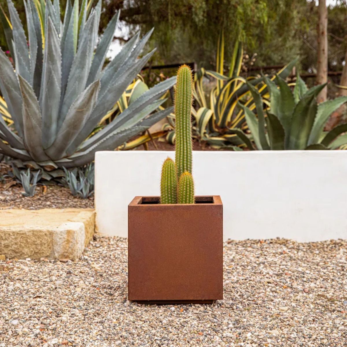 A square garden pot with a cactus in it