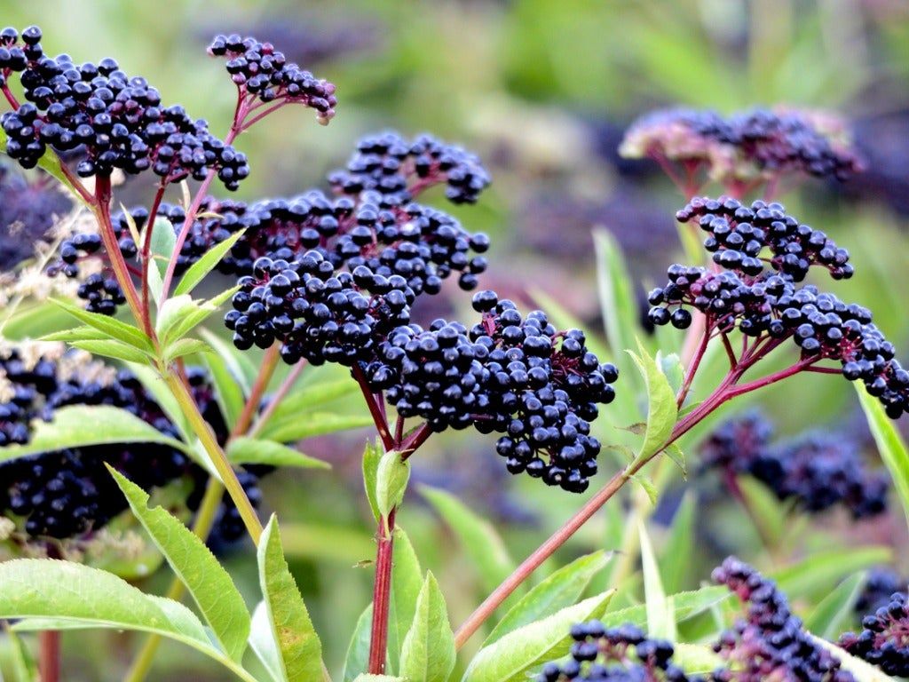 Elderberries