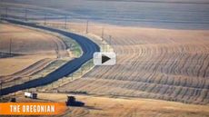 Free Range 'Monsanto Wheat' Reignites Fight Over GMOs | Video