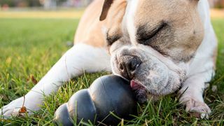 How to use a Kong toy like an absolute pro