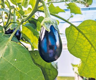 Eggplant growing undercover