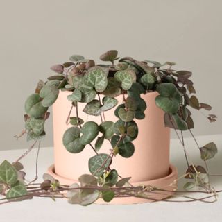 String of hearts plant trailing over a pink pot on a gray background