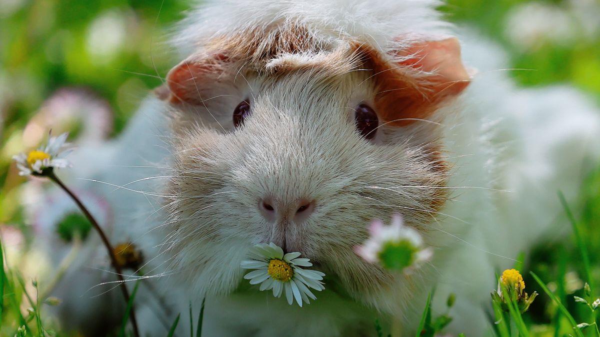 Guinea pig eating a daisy