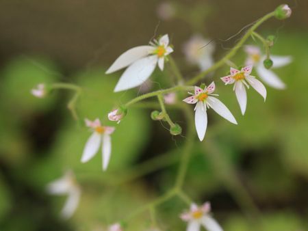 Strawberry Begonia Plant