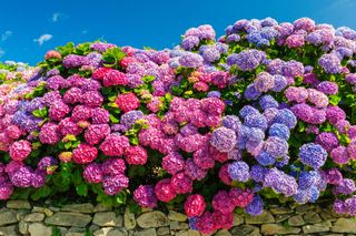 France, Manche, Cotentin, Hydrangea macrophylla