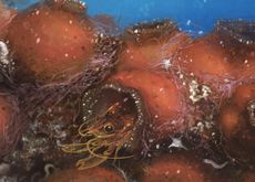 This hairy-limbed shrimp (<em>Odontonia bagginsi</em>) lives inside a sea squirt.