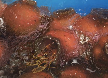 This hairy-limbed shrimp (<em>Odontonia bagginsi</em>) lives inside a sea squirt.
