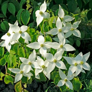 Dog weed with white flowers in bloom