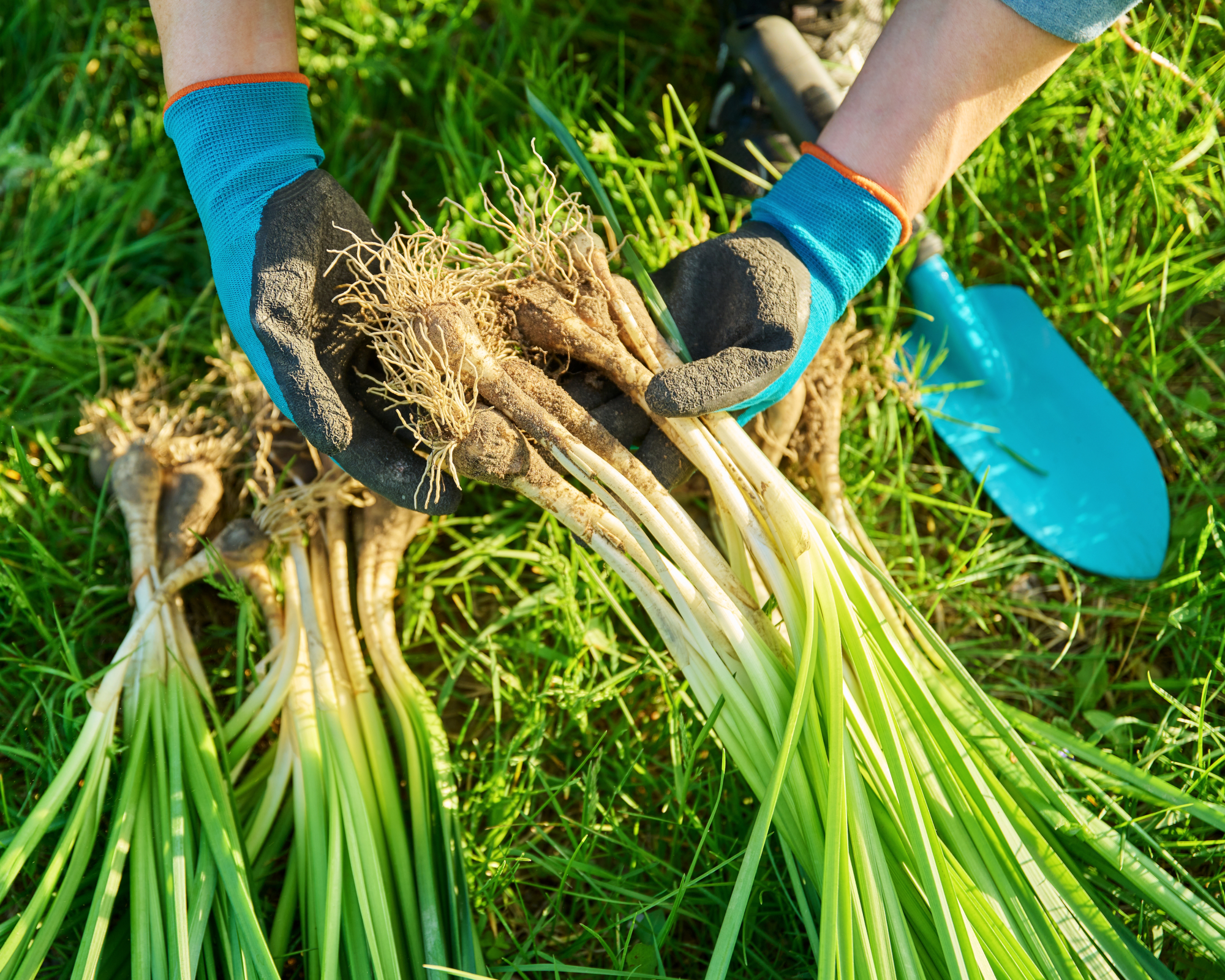 Hands holding daffodils plants