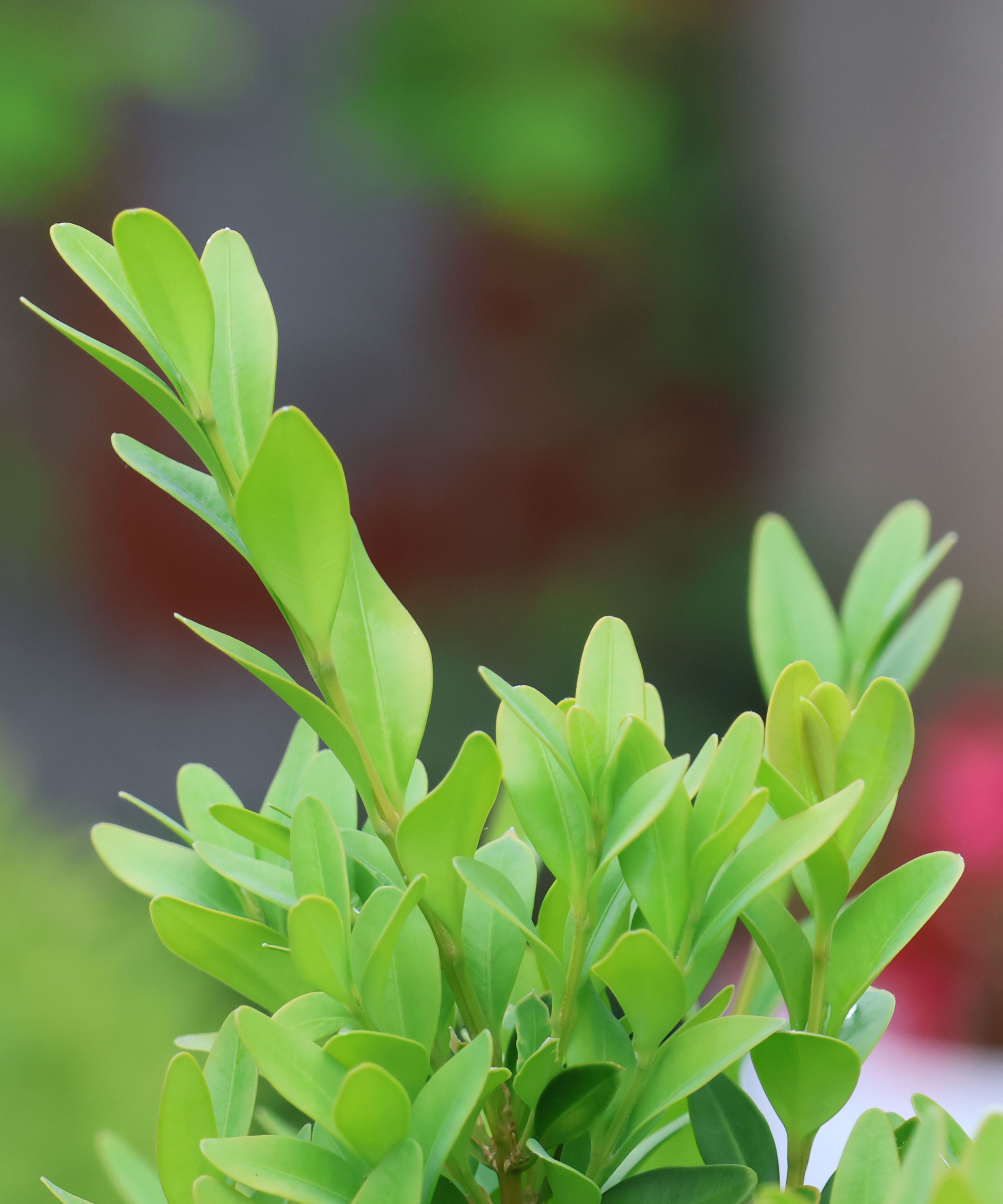 emerald green foliage of boxwood plant